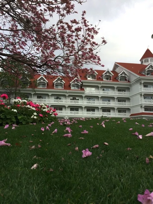 Pink Flowering Tree at Grand Floridian Resort at Walt Disney World in Orlando Florida