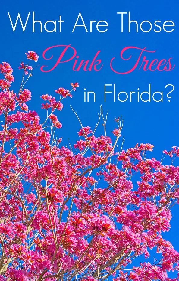 What are the pink flower trees in Florida and Walt Disney World? Everyone asks that question each Spring. Here's the easy answer.