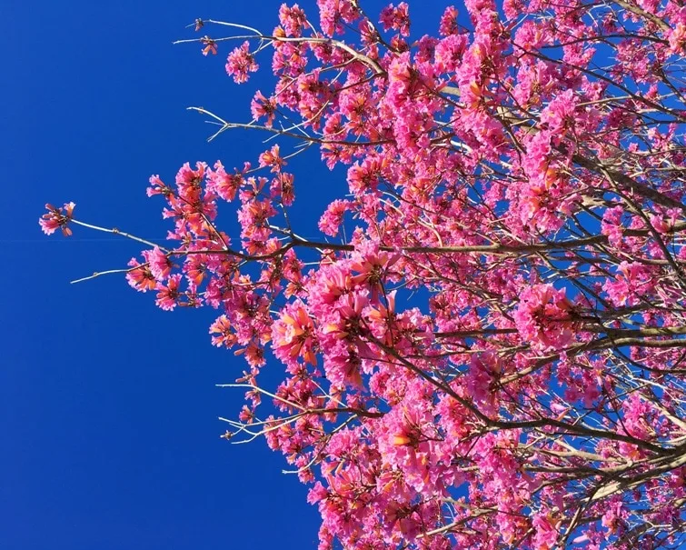 Pink flowering tree with blue sky