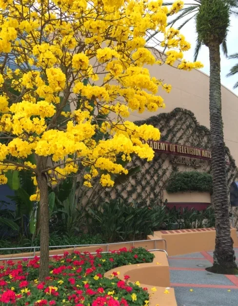 Yellow flowering tree Disney World Hollywood Studios