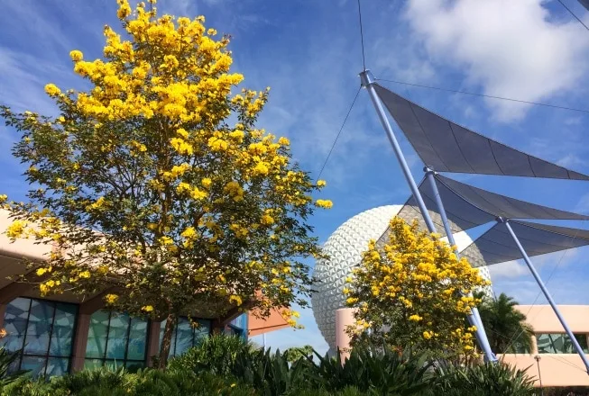 yellow tabebuia trees at epcot at Walt Disney World