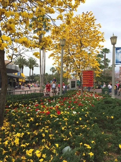 Yellow Tabebuia tree at Walt Disney World in Orlando