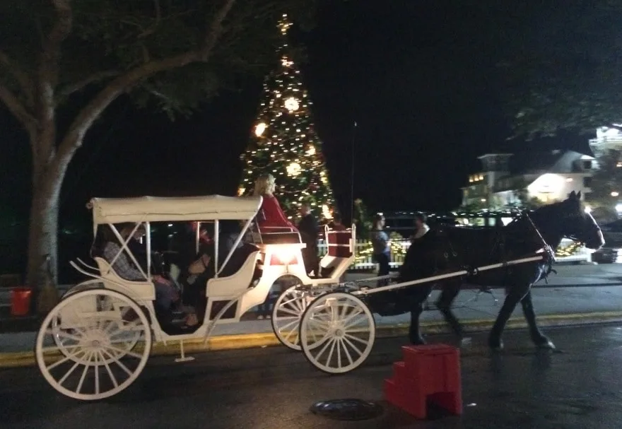horse pulls a white carriage in front of a Christmas tree in Celebration, Florida