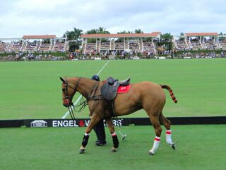 horse being walked on the IPC Palm Beach Polo Club field