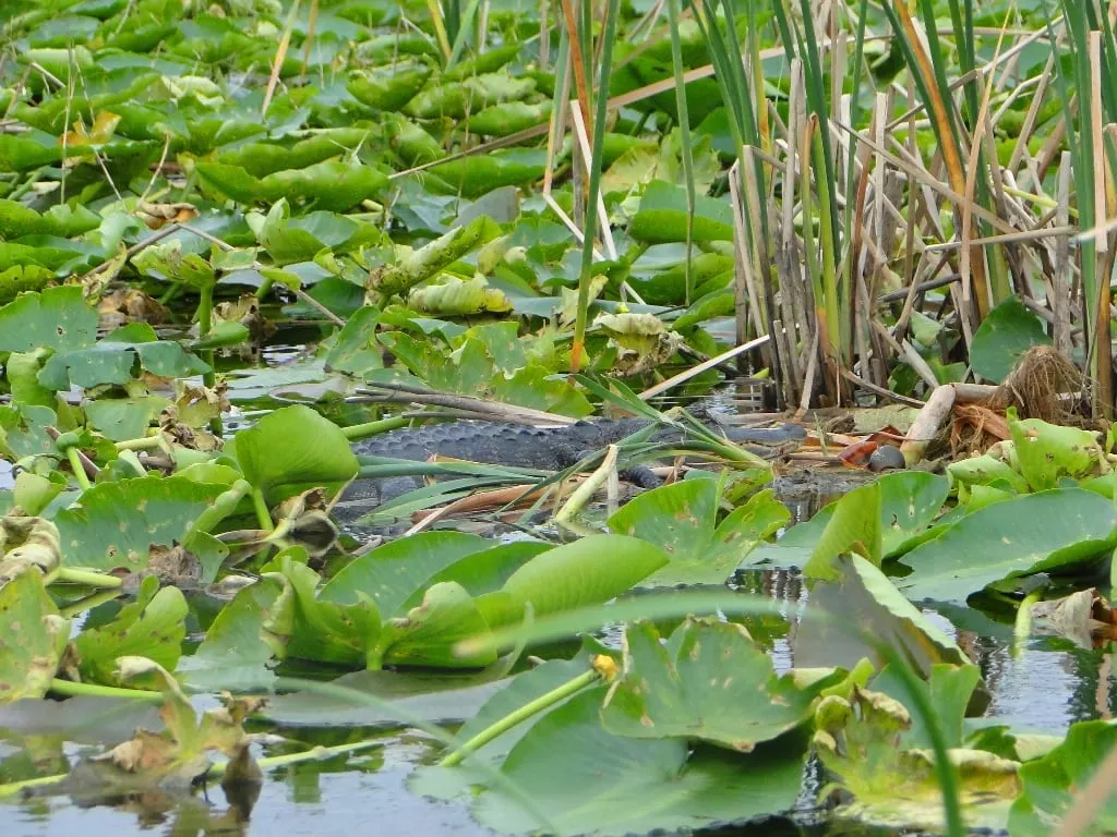 Can you spot the gator?