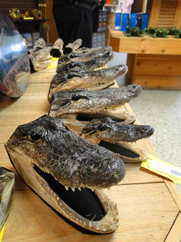 alligator heads