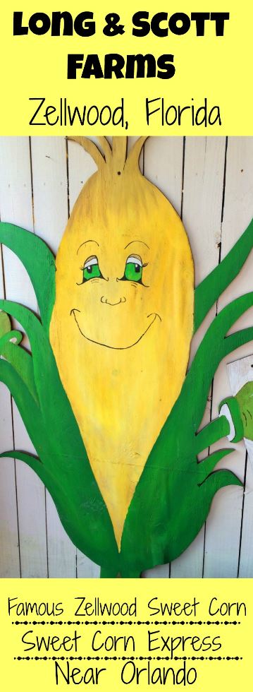 An agritourism farm visit is fun at Zellwood's Long and Scott Farms in Florida. Ride the Sweet Corn Express to learn about the farm, and shop at the farm stand.