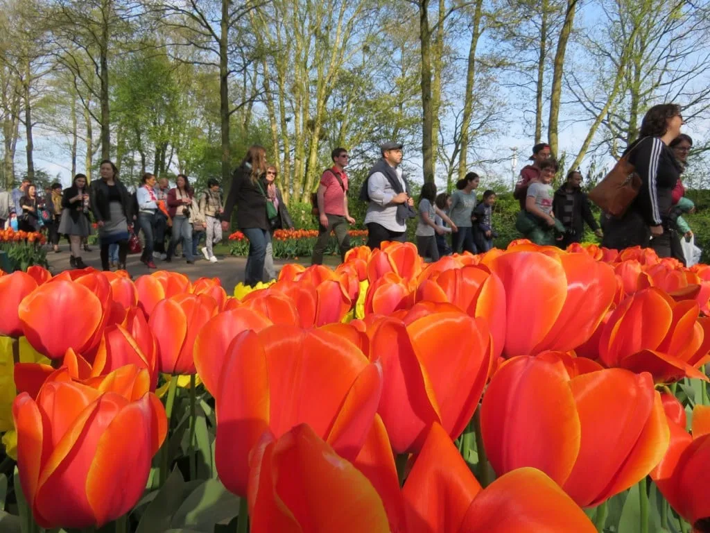Keukenhof Gardens Amsterdam Netherlands Tulips Crowds Tulip Fields