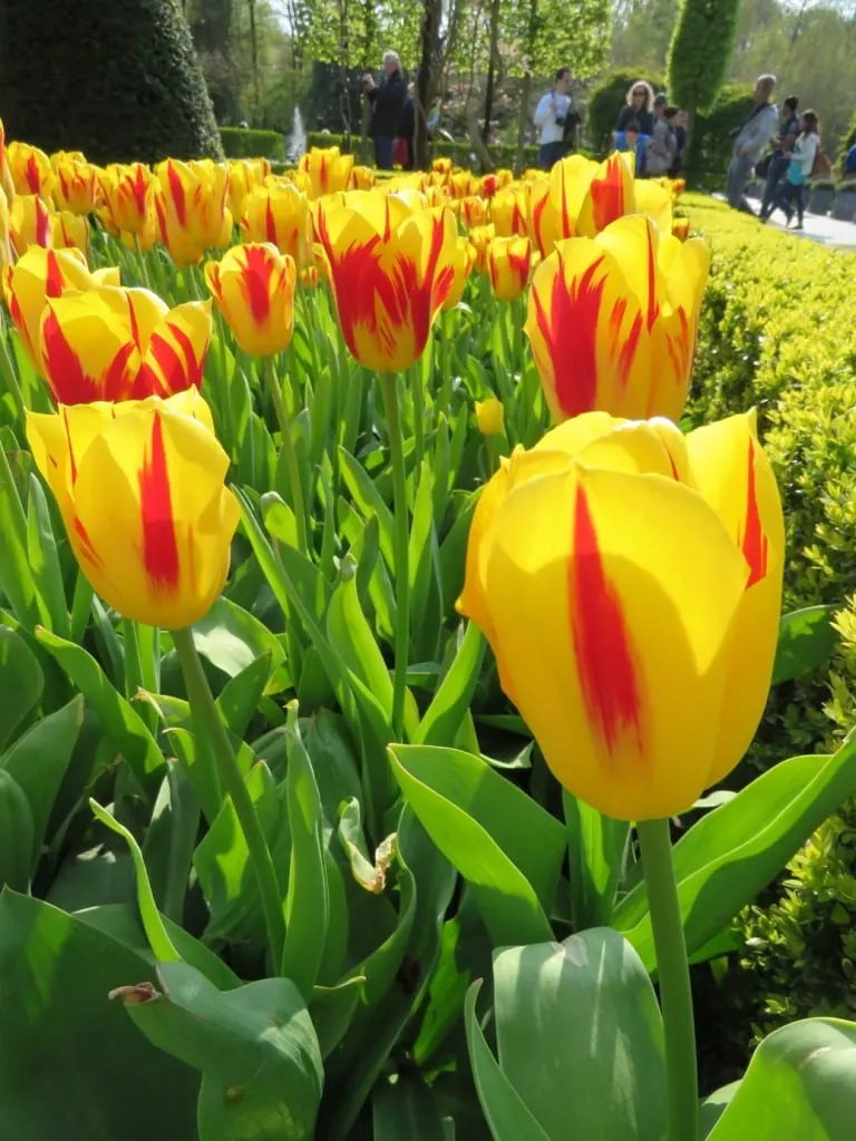 Keukenhof Gardens Amsterdam Netherlands Tulips