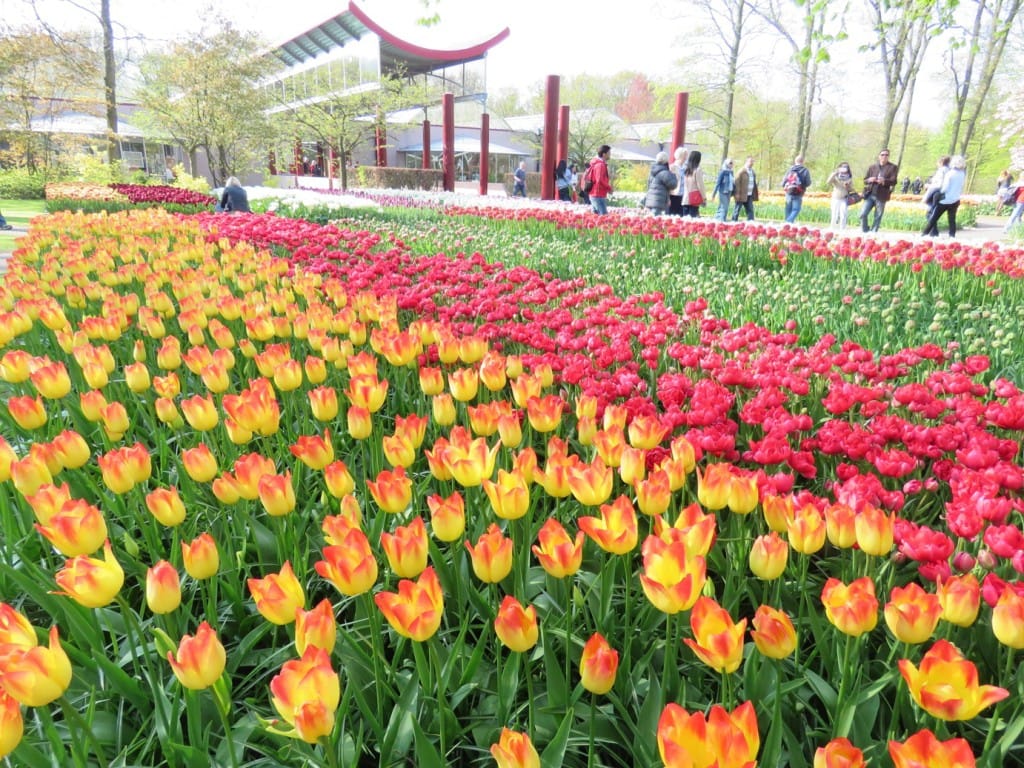 Keukenhof Gardens Amsterdam Netherlands Tulips Tulip Gardens
