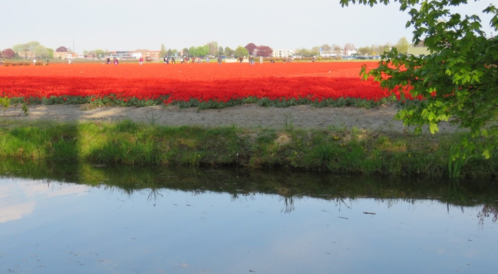 Keukenhof Gardens Amsterdam Netherlands Tulips Tulip Fields Canal Outside of Gardens