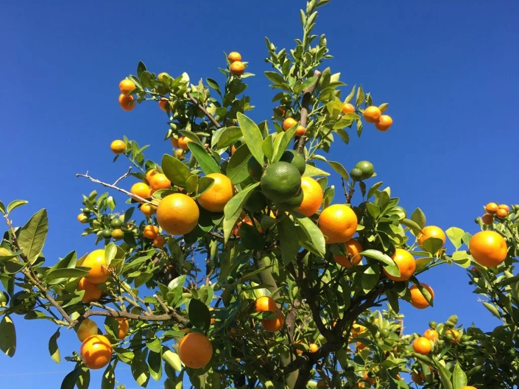 Citrus Trees Florida