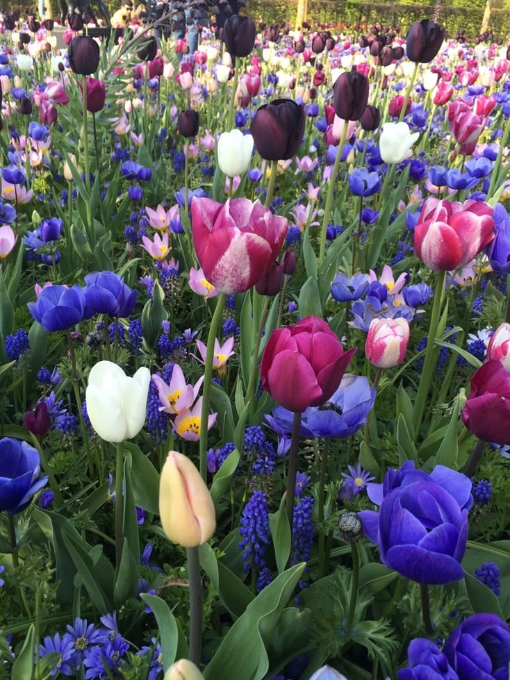 Keukenhof Gardens Amsterdam Netherlands Tulips Blue and Purple Tulip Fields