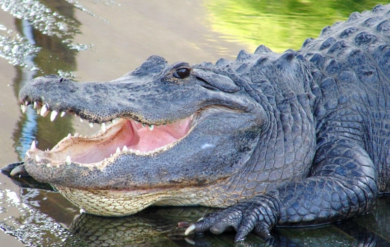 alligator with mouth open