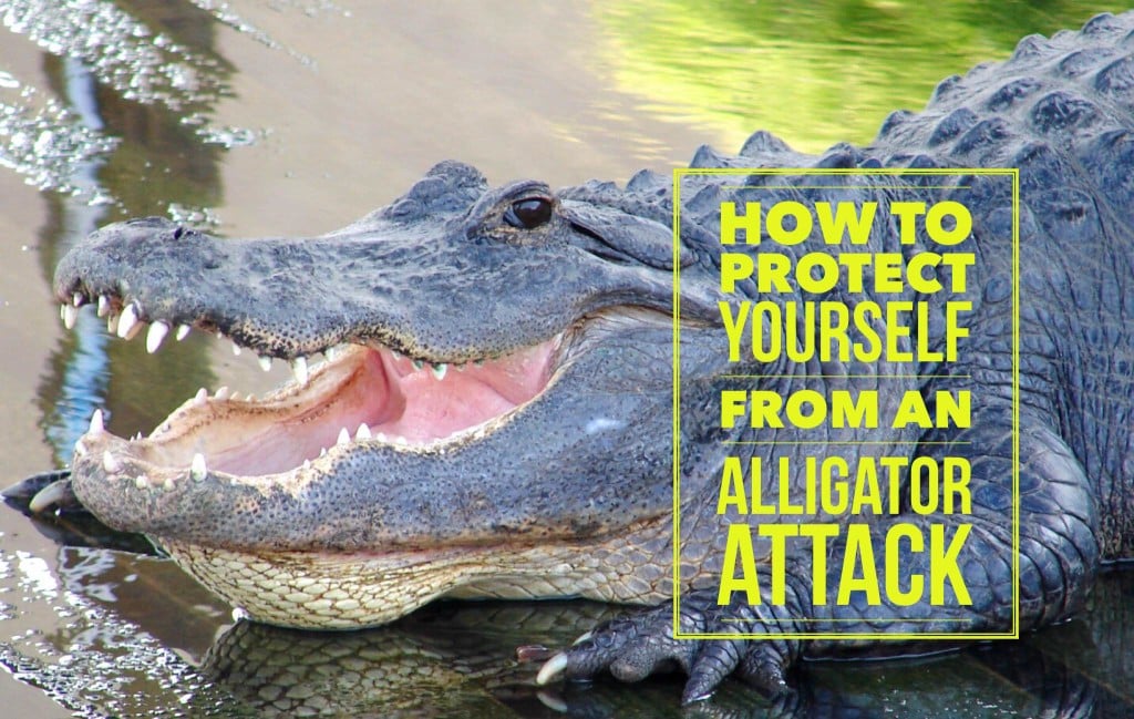 How to Protect Yourself from an Alligator Attack in Florida