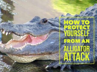 How to Protect Yourself from an Alligator Attack in Florida