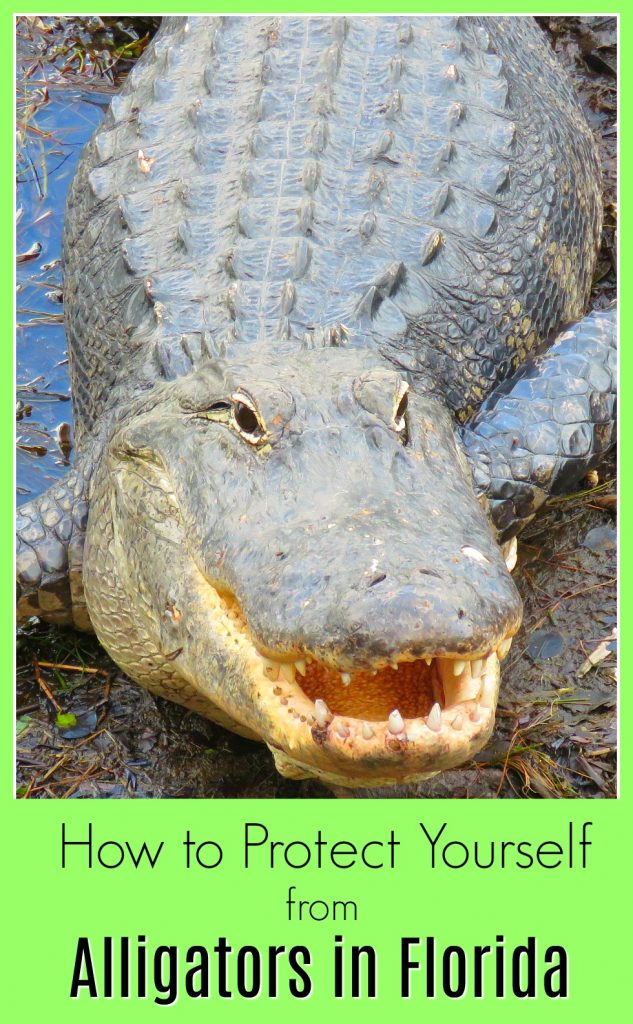 alligator with sharp teeth in the water in Florida