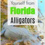 alligators outdoors