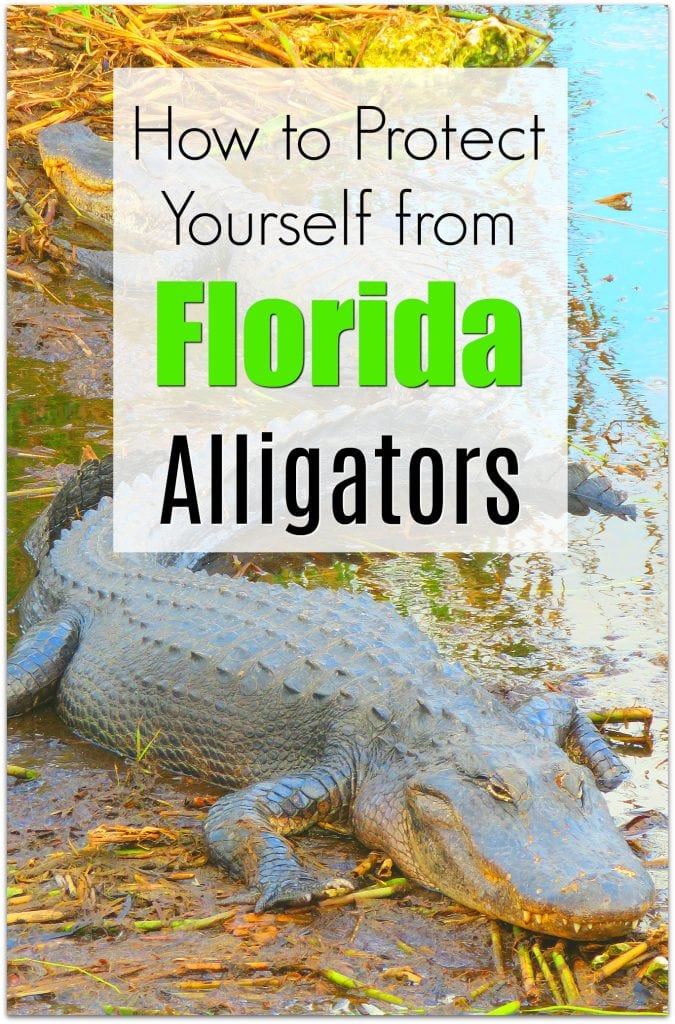 alligators