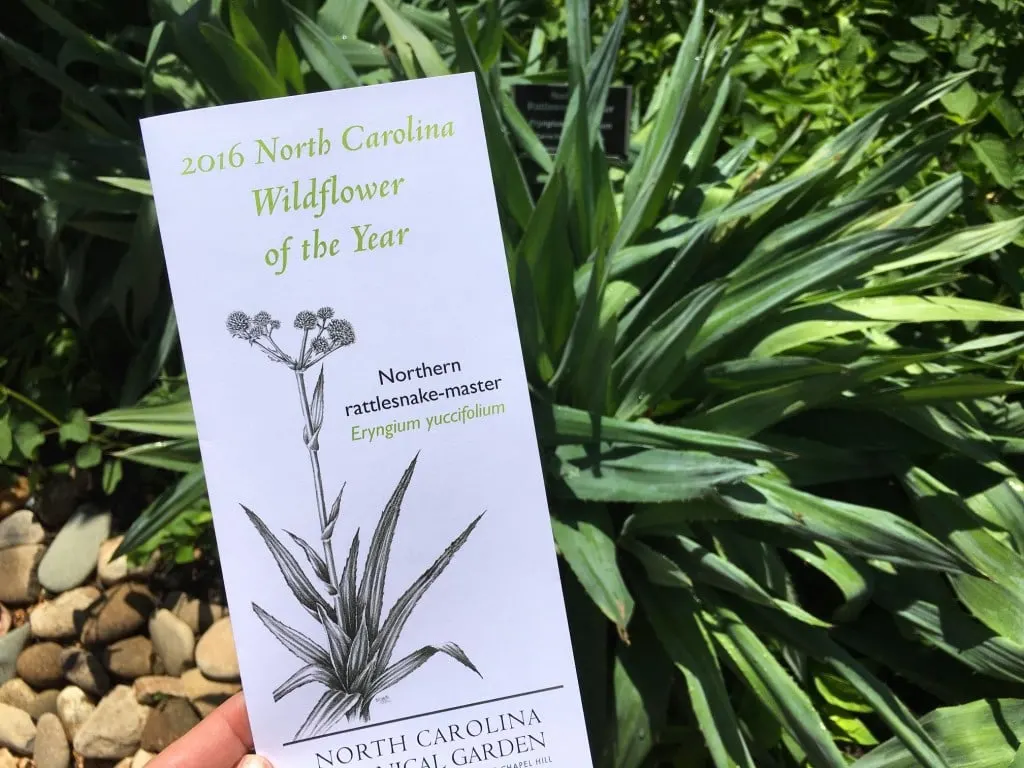 2016 North Carolina Wildflower of the Year Northern Rattlesnake Master