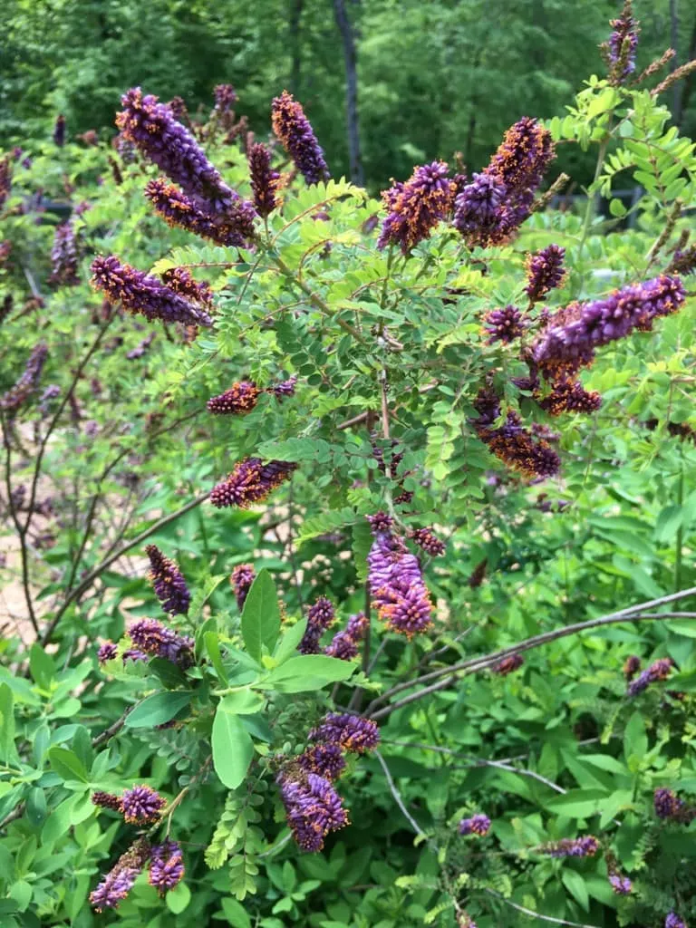 3 Day Weekend in Chapel Hill, NC. A must-see place to visit is the NC Botanical Garden on the UNC Chapel Hill Campus