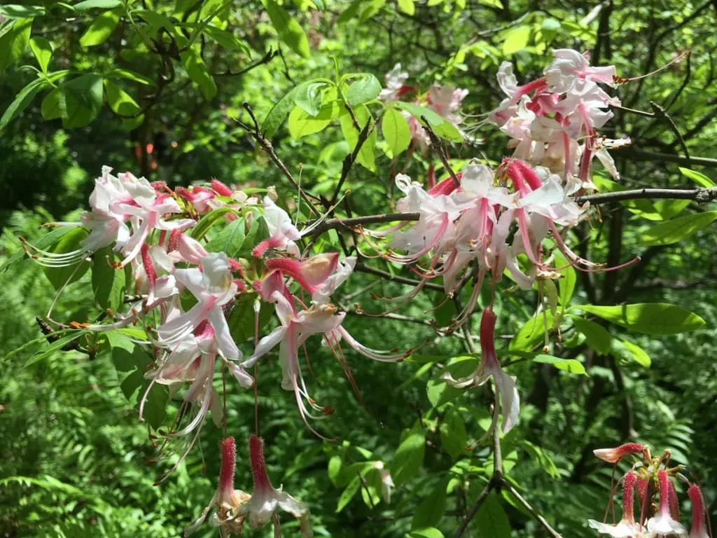 3 Day Weekend in Chapel Hill, NC. A must-see place to visit is the NC Botanical Garden on the UNC Chapel Hill Campus.