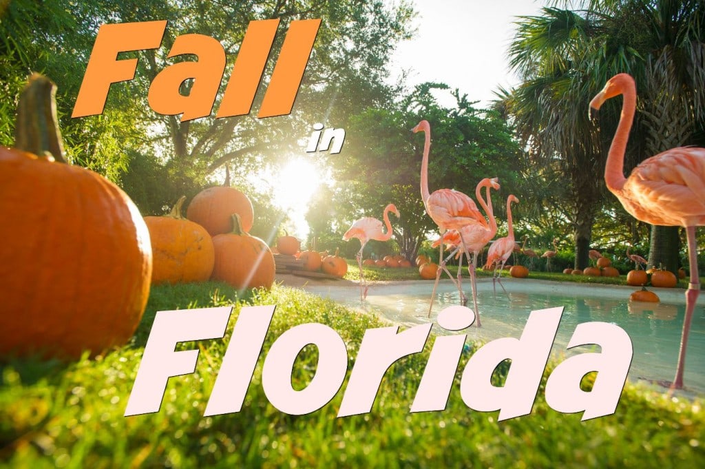 Fall in Florida! Flamingos check out Pumpkins on the first day of Fall at SeaWorld Orlando.