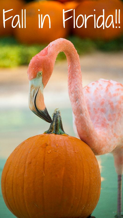 Fall in Florida! Flamingos check out Pumpkins on the first day of Fall at SeaWorld Orlando.