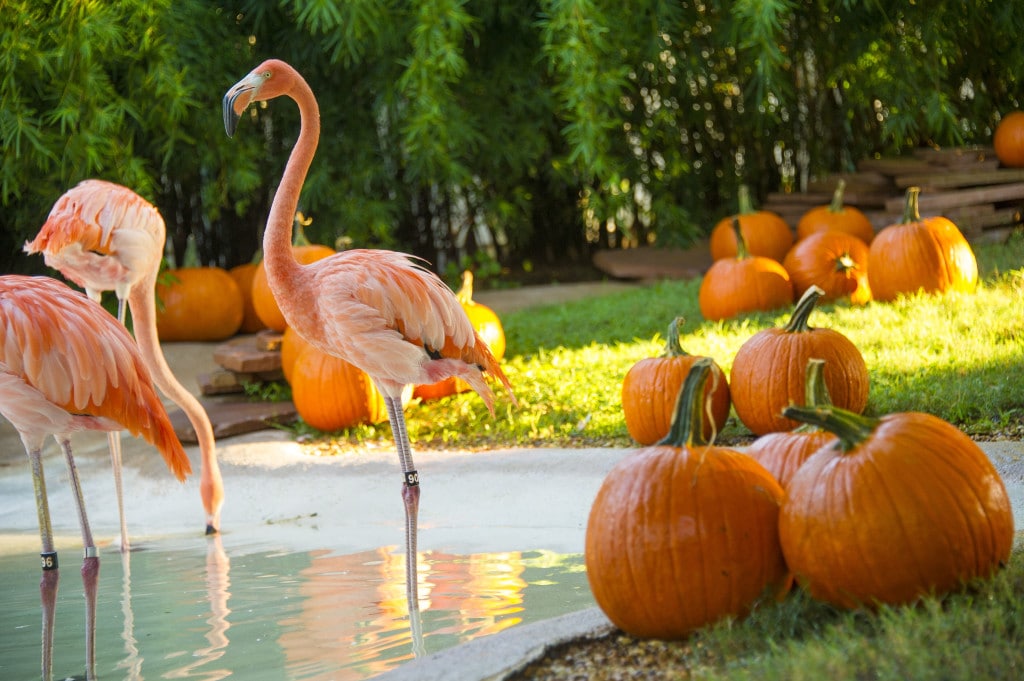 Fall in Florida! Flamingos check out Pumpkins on the first day of Fall at SeaWorld Orlando.