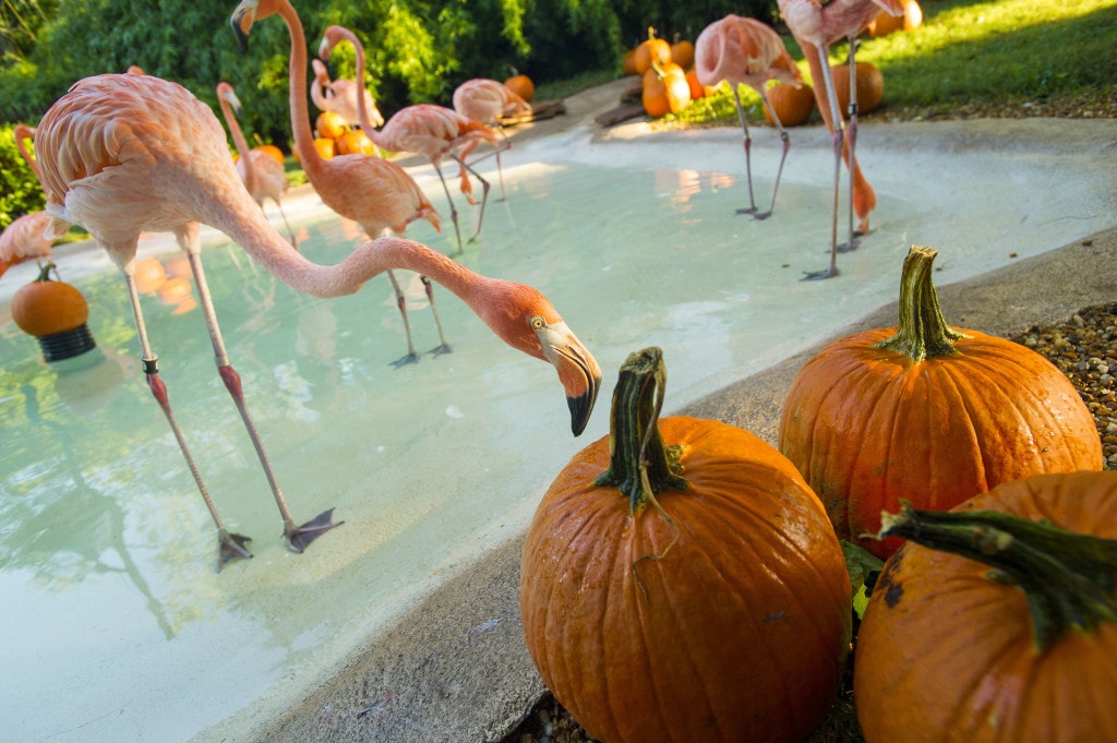 Fall in Florida! Flamingos check out Pumpkins on the first day of Fall at SeaWorld Orlando.