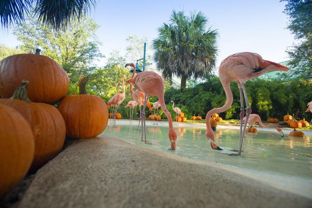Fall in Florida! Flamingos check out Pumpkins on the first day of Fall at SeaWorld Orlando.