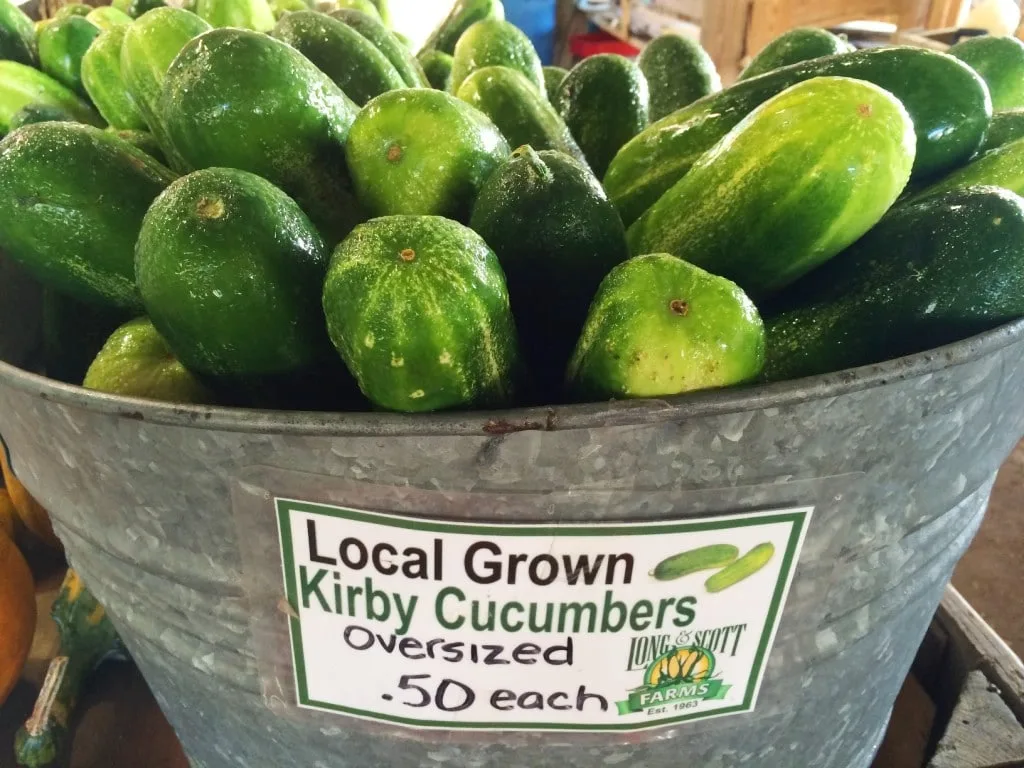 Long & Scott Farms is a fun place for the entire family in central Florida. Hop onboard a wagon train, shop the large farmer's market farm stand, and pick up some Zellwood Sweet Corn, the only place that it's grown in the world.