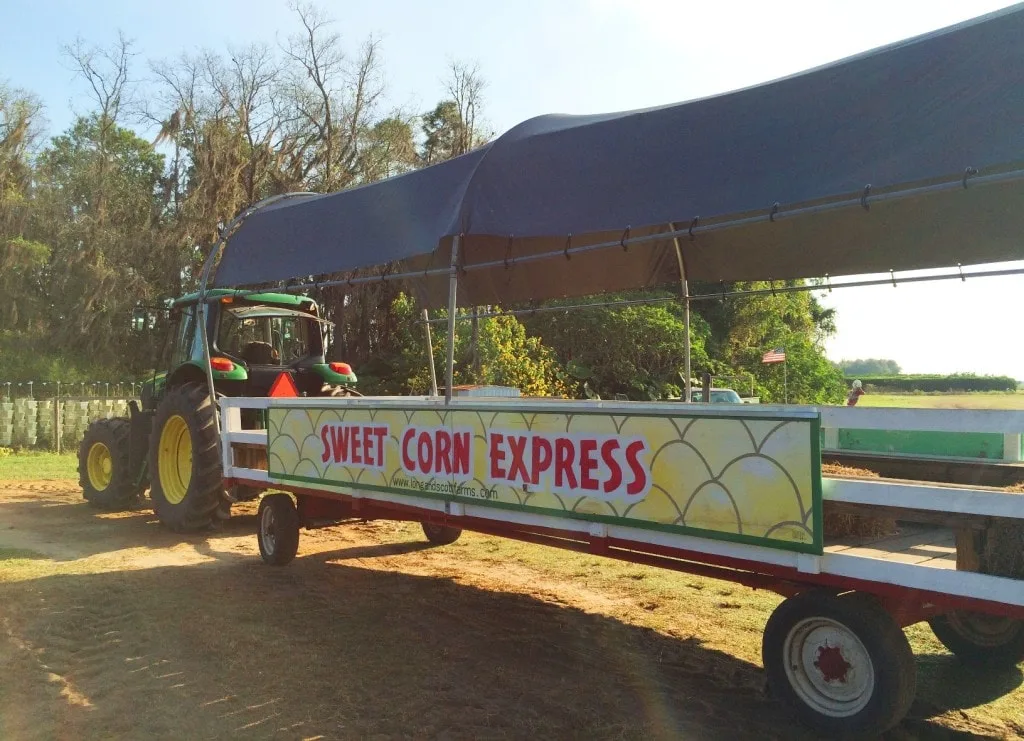 Long & Scott Farms is a fun place for the entire family in central Florida. Hop onboard a wagon train, shop the large farmer's market farm stand, and pick up some Zellwood Sweet Corn, the only place that it's grown in the world.