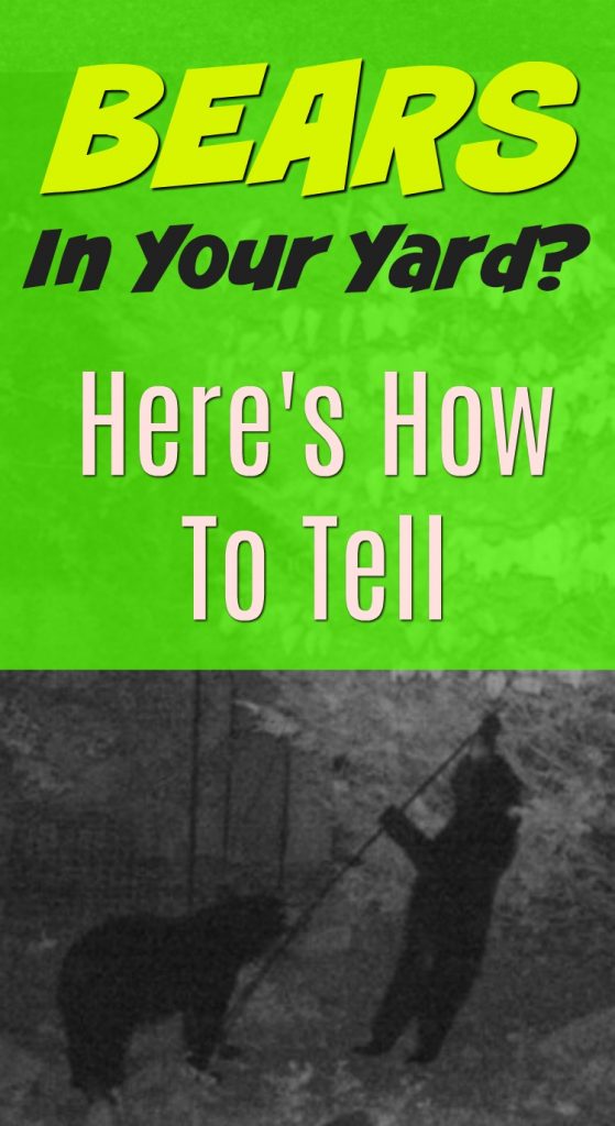 Bears in your backyard? Seen them - or just wondering? Here's how to tell if you have bears in your yard. Tips on how to protect yourself from bears at home, too.