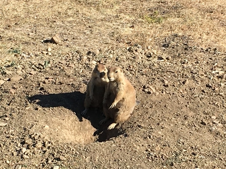 prairie dogs on a mound in dirt
