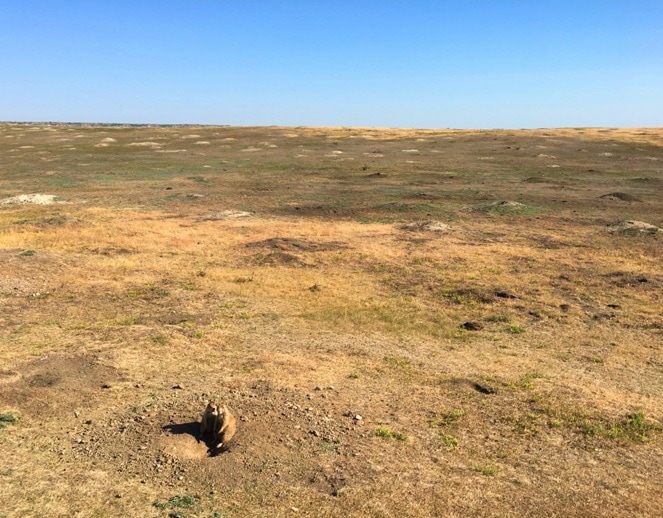 Prairie Dog town in north dakota theodore roosevelt national park