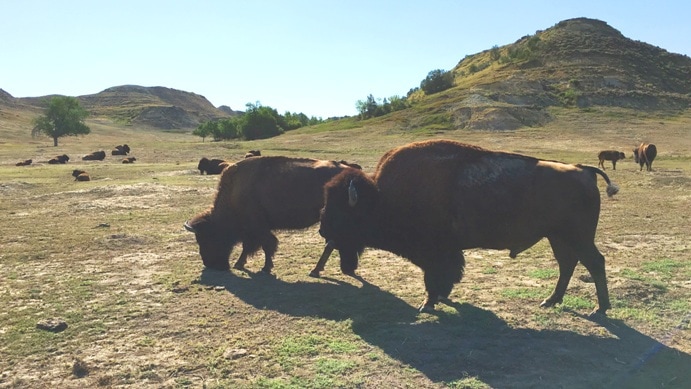 Buffalo in field at Theodore Roosevelt National Park