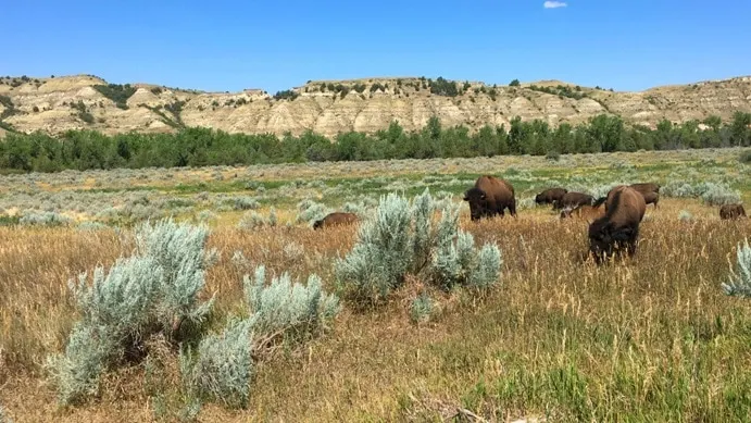Bison in fields with North Dakota Badlands in distance and scrub brush