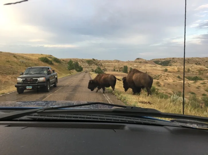 Bison in Road 