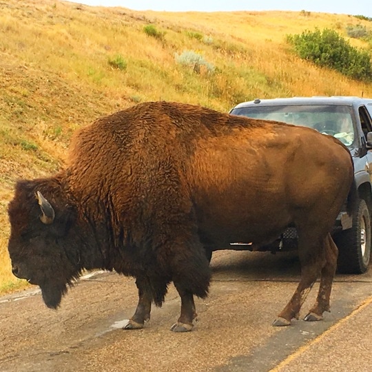 Buffalo in front of a car