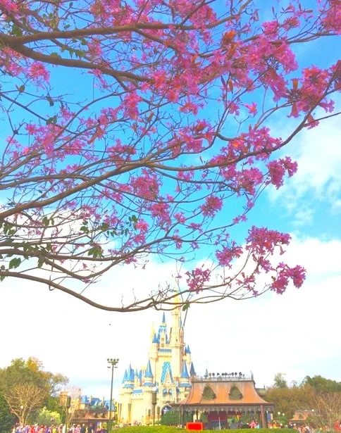 Pink Flowering Tree in front of Magic Kingdom Castle