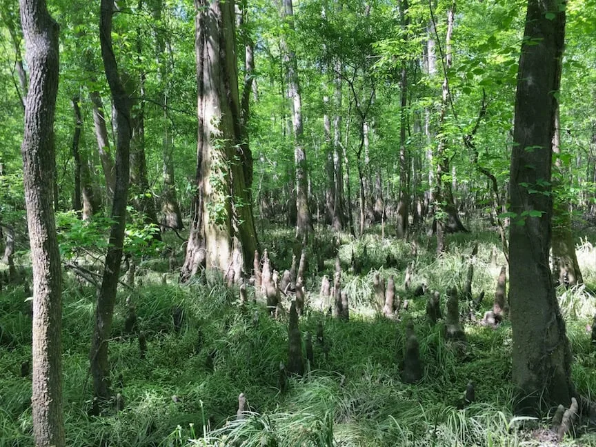 Bald cypress trees and knobs in a National Park forest