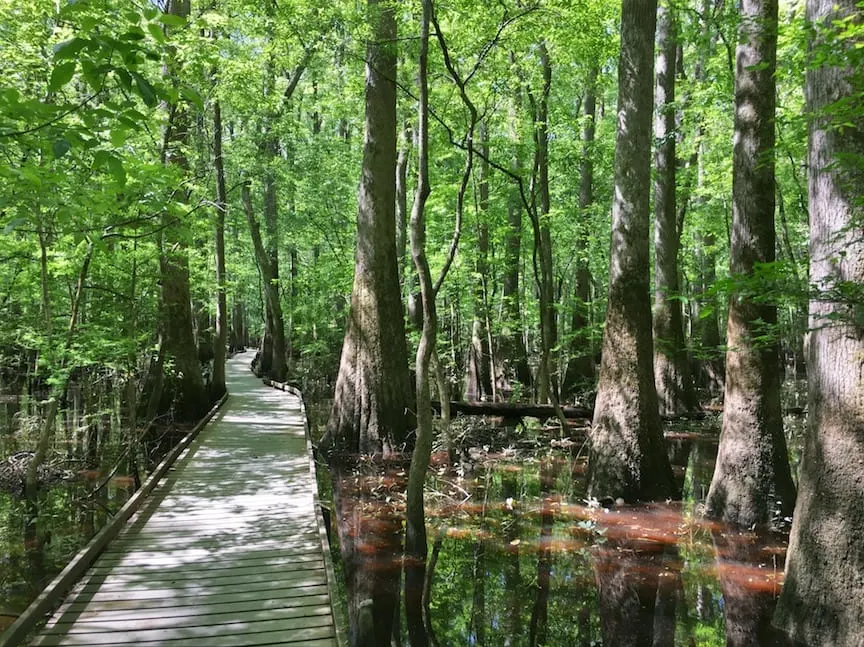 bald cypress forest flooded with brown water and wooden walkway