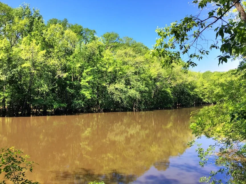 brown Congaree River against bank of green trees and blue sky