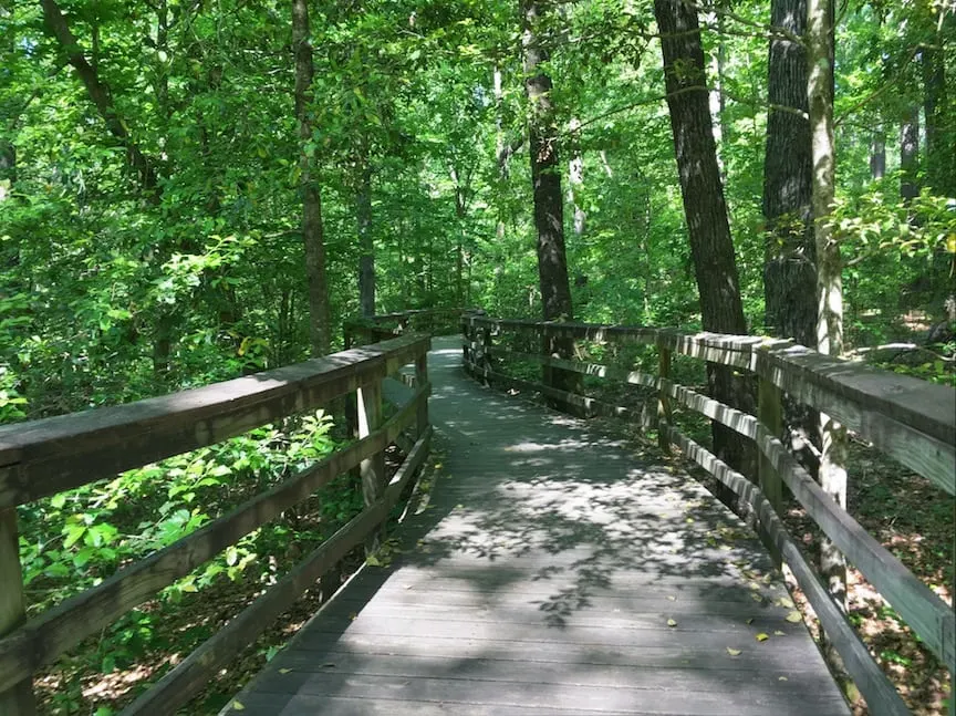 wood slat walkway through green tall trees