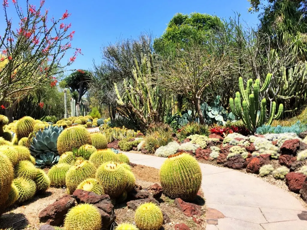 Cactus Garden Huntington Gardens Pasadena California
