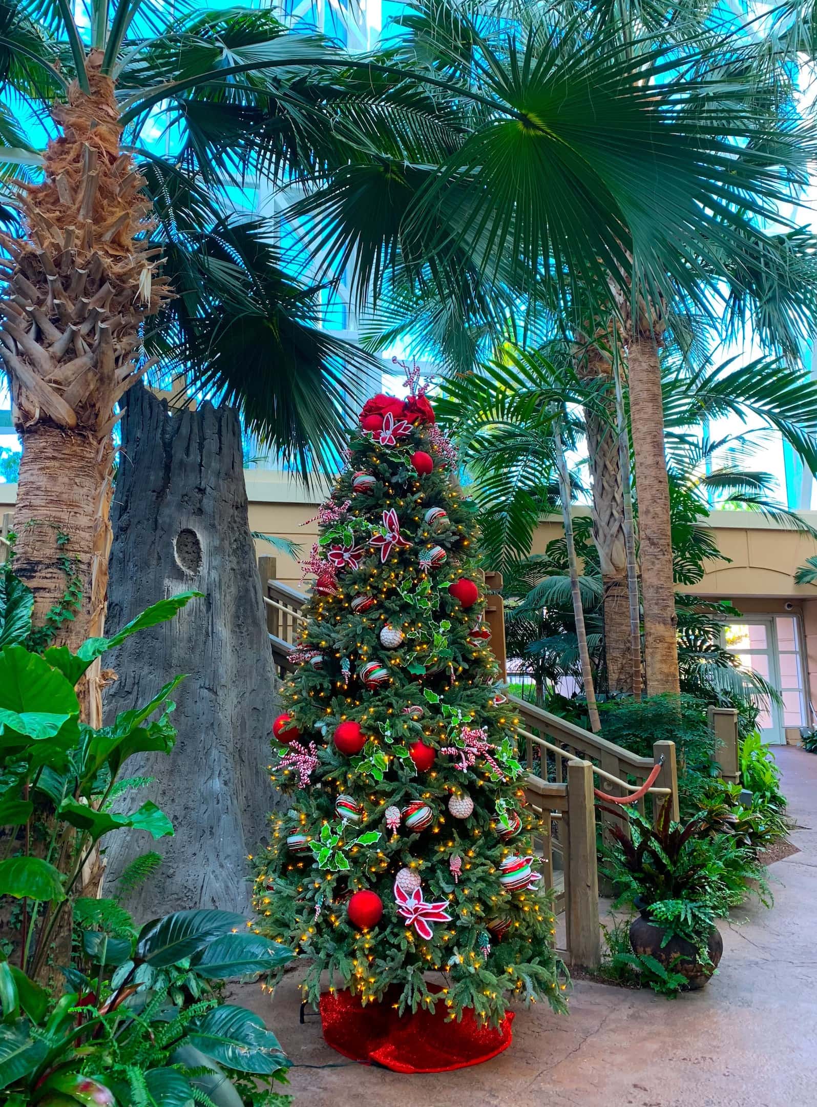 decorated Christmas tree under palm trees Gaylord Palms Christmas Tree trail