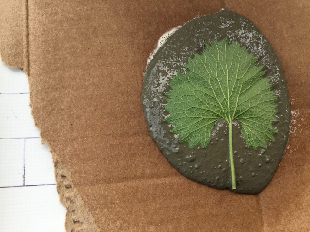 big green leaf in wet grey cement on brown cardboard