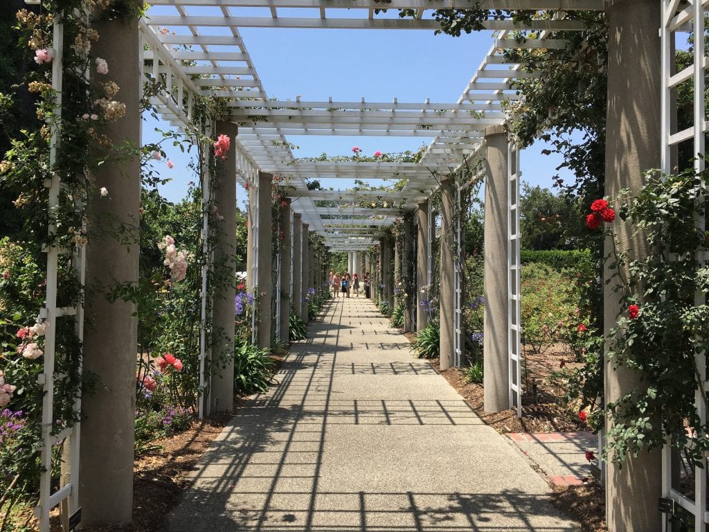 Rose Garden Trellis Huntington Gardens Pasadena California