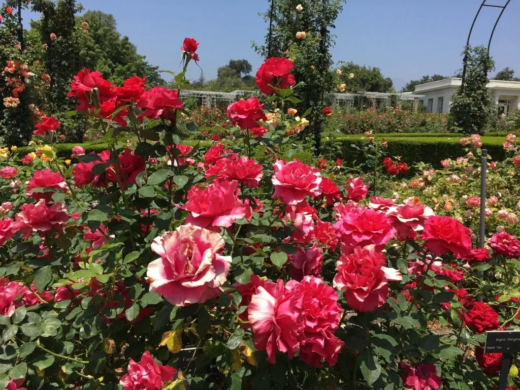 Roses Huntington Gardens Pasadena California